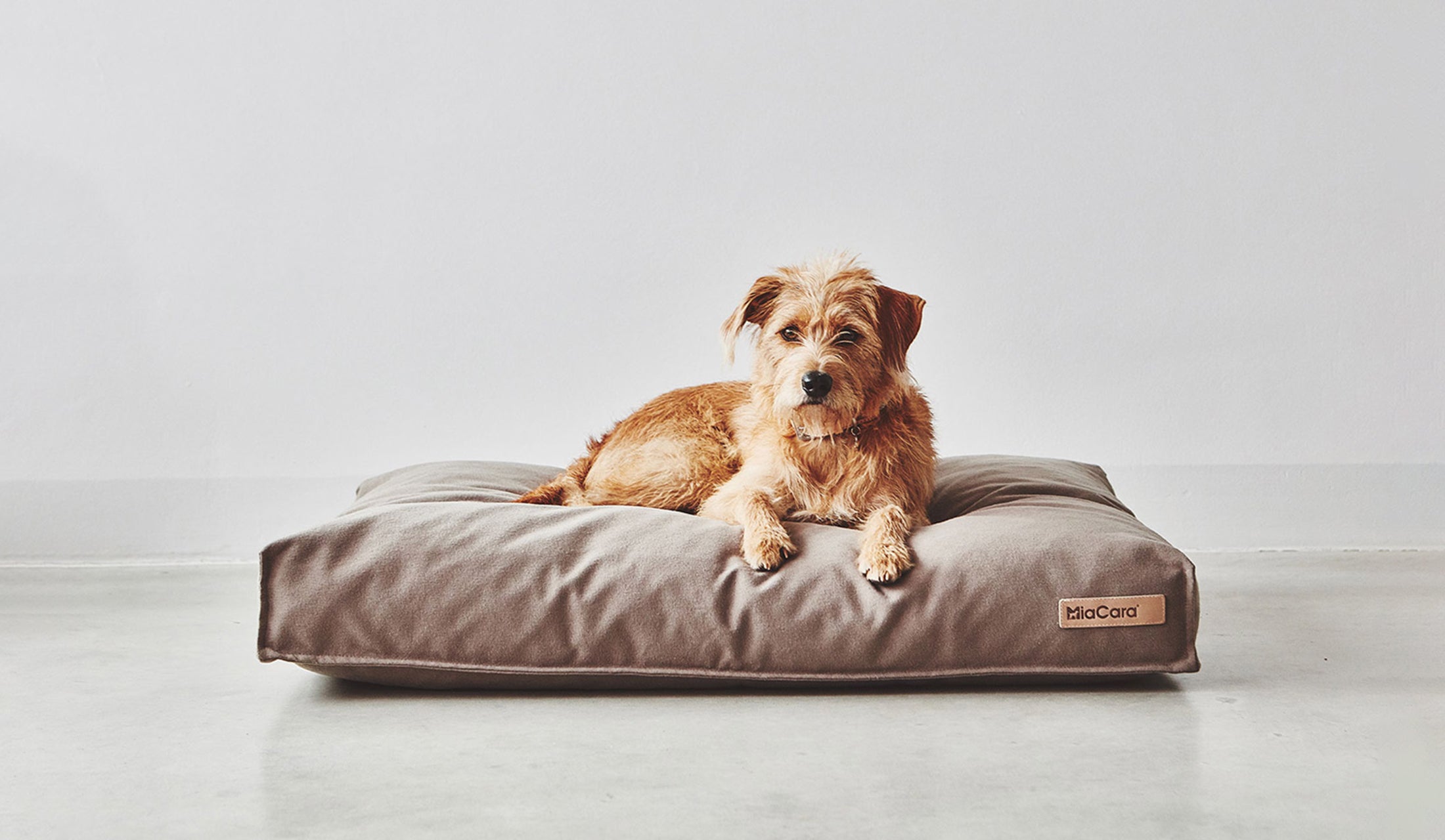 http://www.thegoodpethome.com/cdn/shop/collections/MC_C01-007-04-S_Sleep_Lino_Cushions_Powder_Kalle_147.jpg?v=1677029471