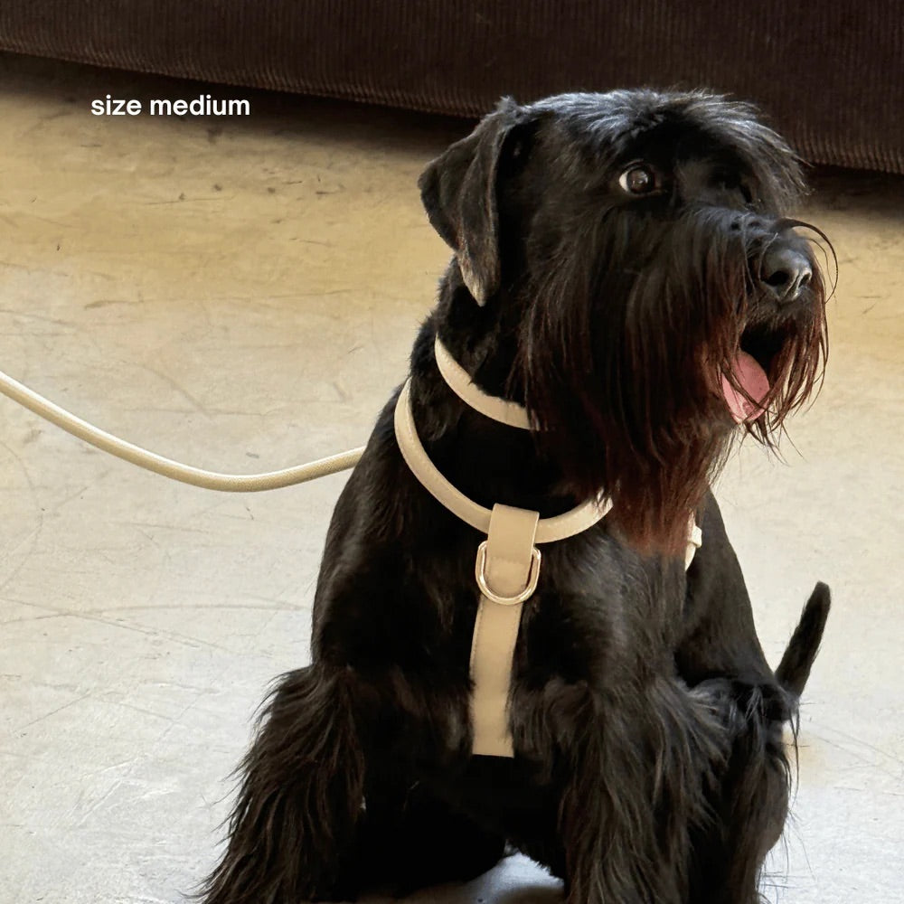 Black dog on a light wooden floor.