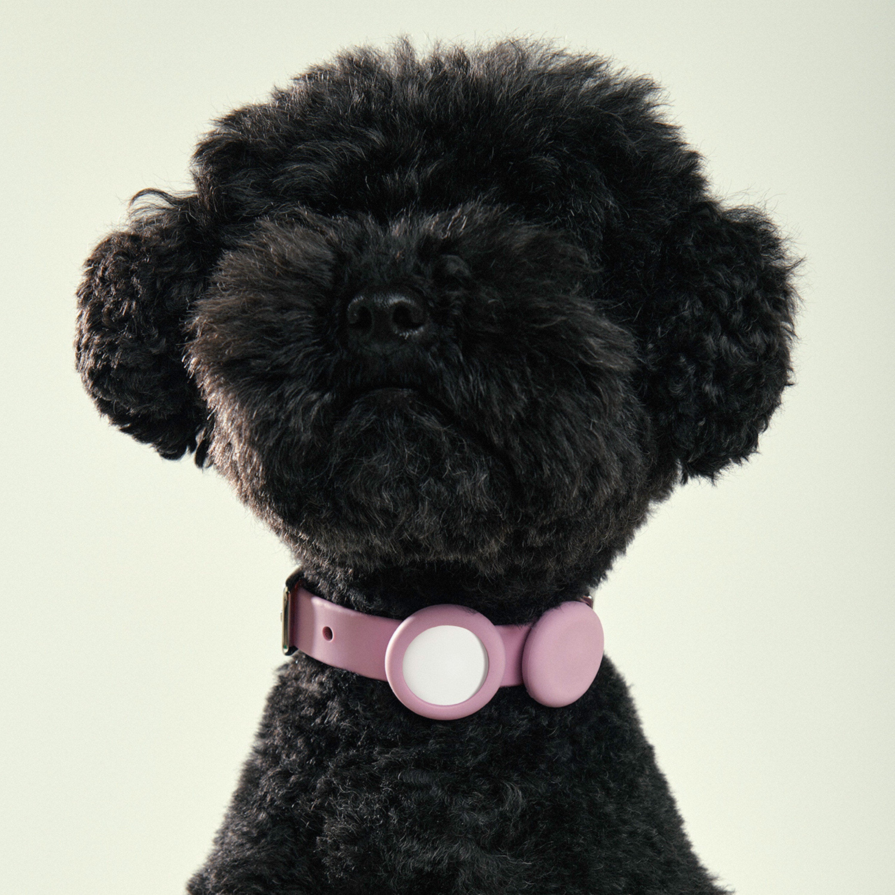 Frank Green Pet Collar with Apple Air Tag