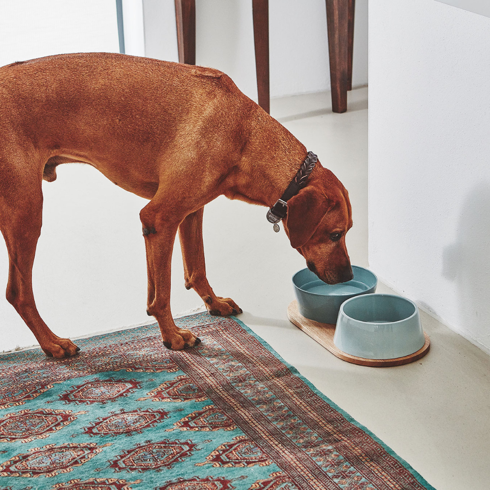 MiaCara Doppio Dog Bowl Pine
