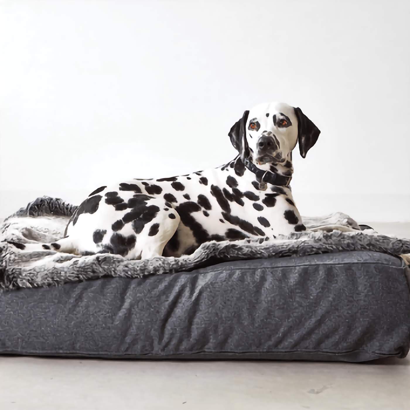 Felpa Dog Blanket