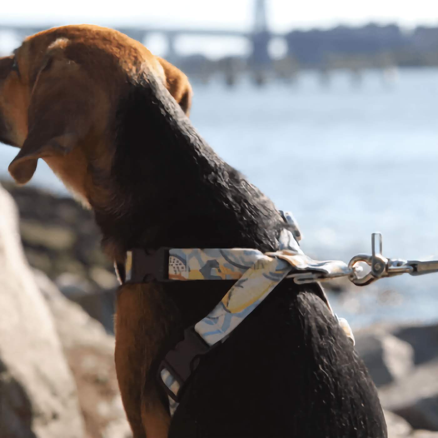 New York! New York! Dog Harness
