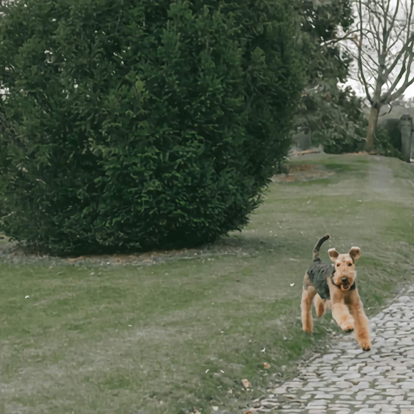 Stories of Dog Ownership