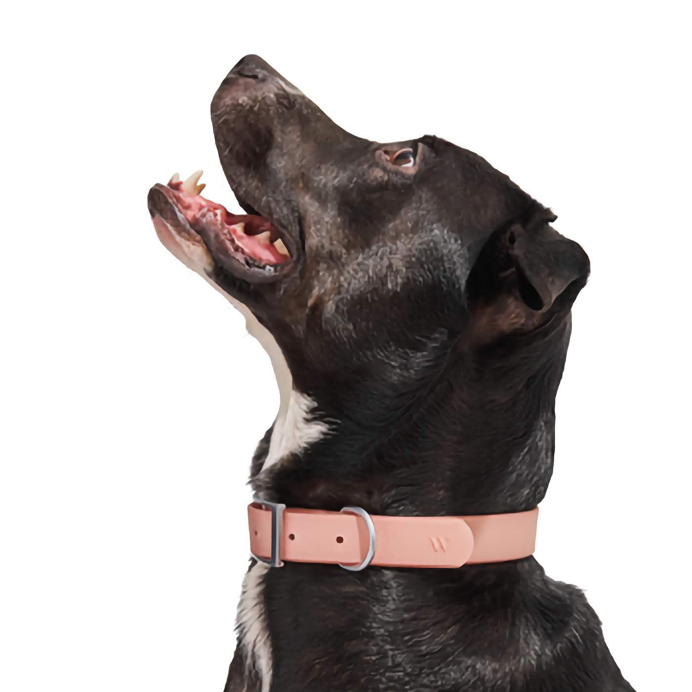Dog Collar - Blush