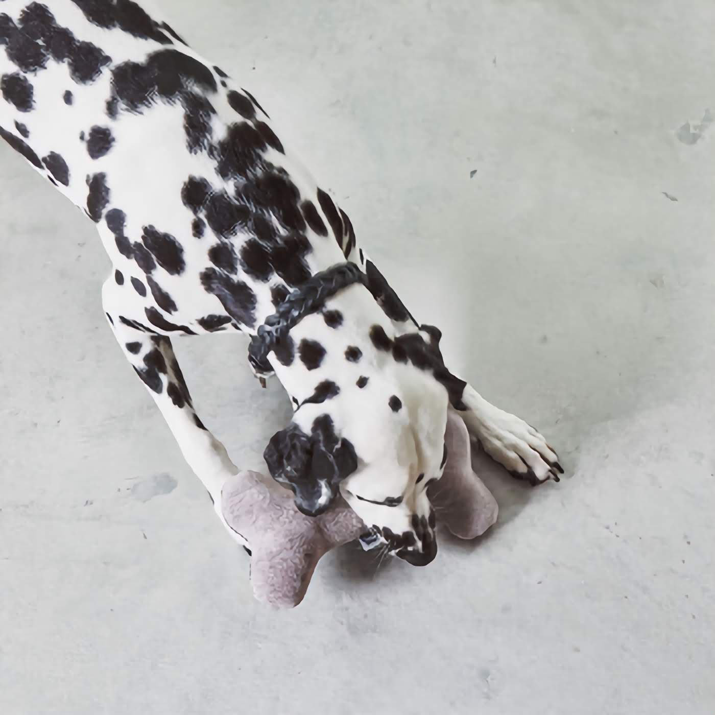 Stella Dog Bone Toy - Mottled Slate