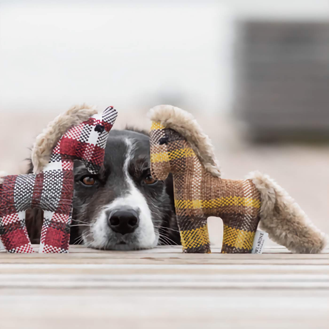 Dog Toy Pony