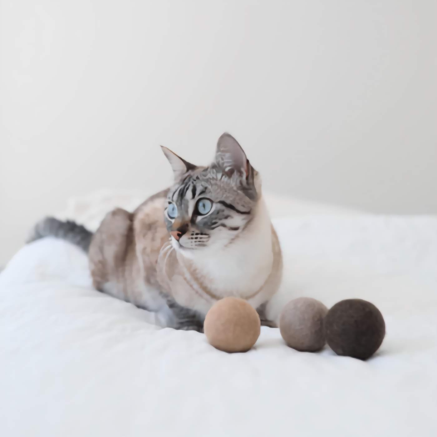 Globo Cat Toy Ball - Chocolate