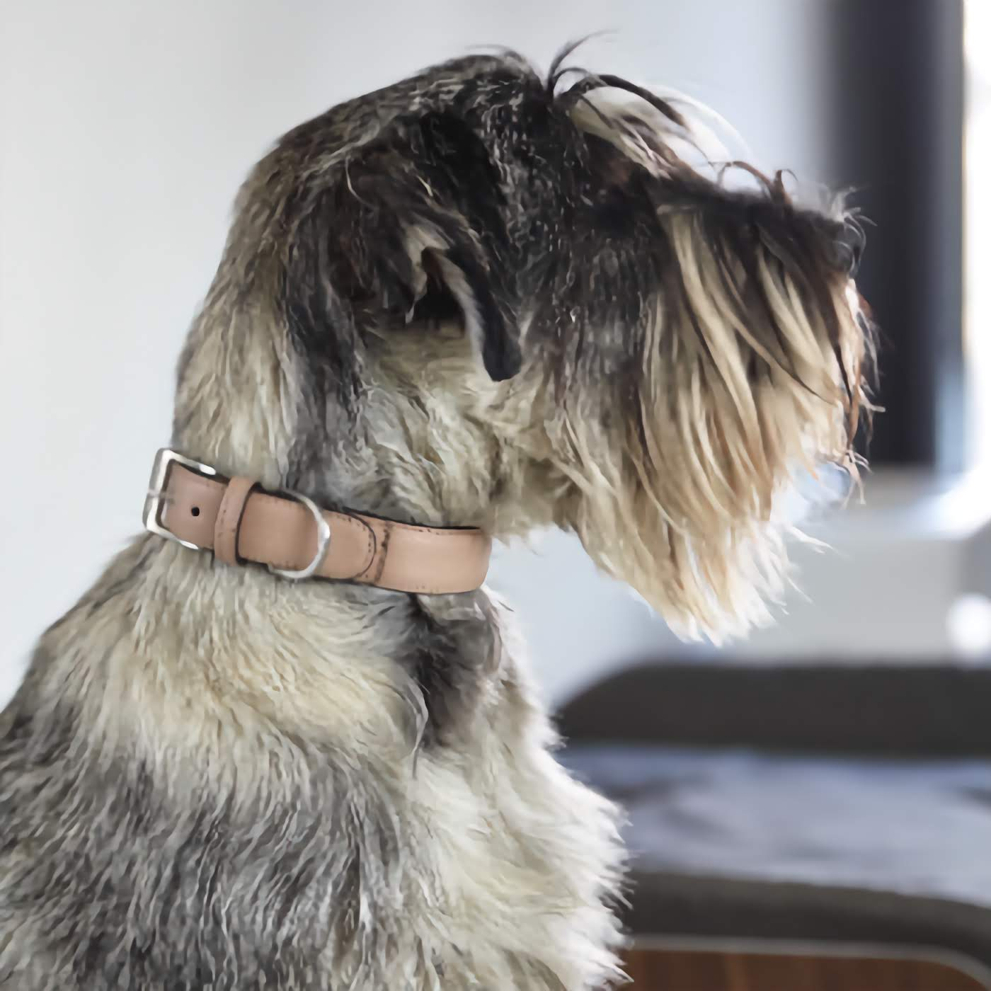 Torino leather dog collar