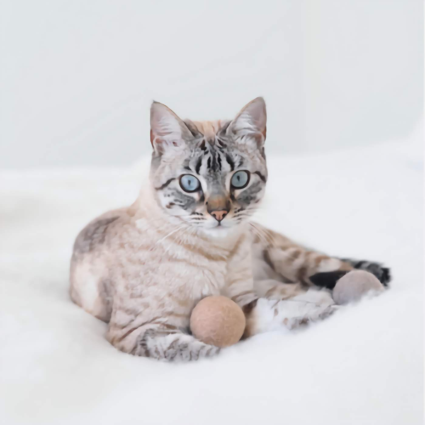 Globo Cat Toy Ball - Chocolate