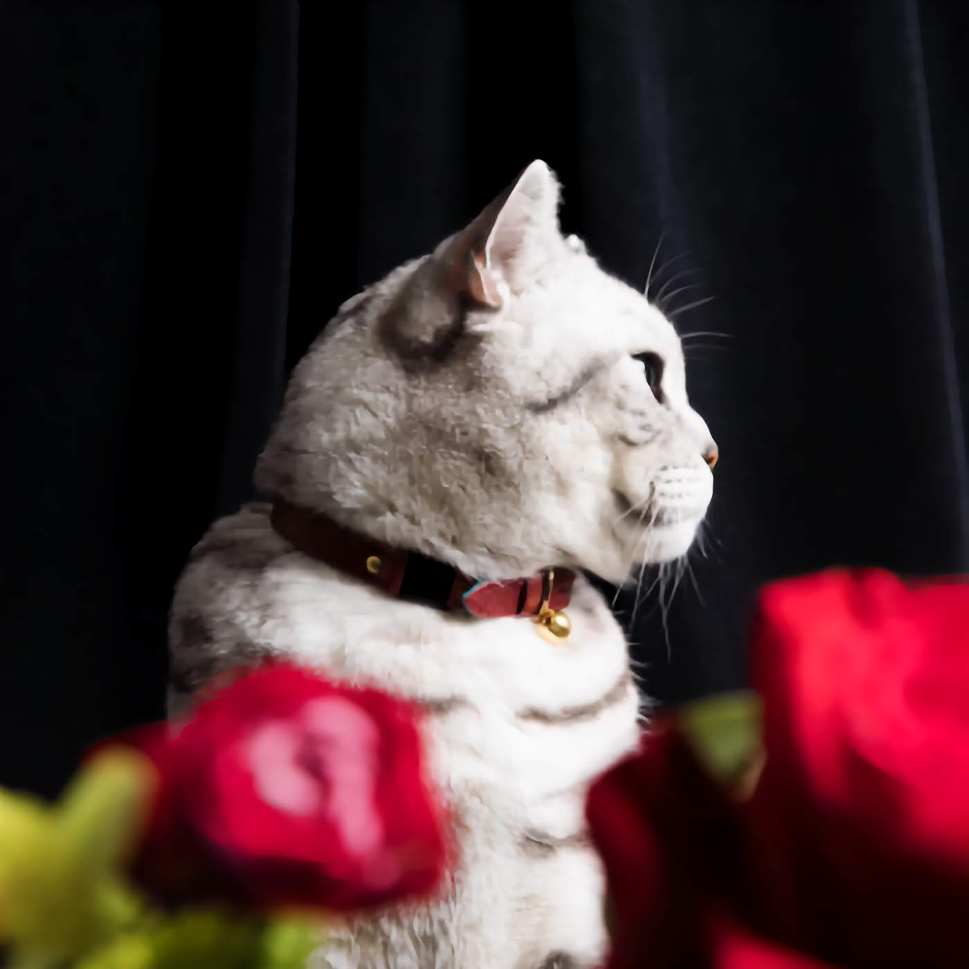 Caviar - Tsar Cat Collar