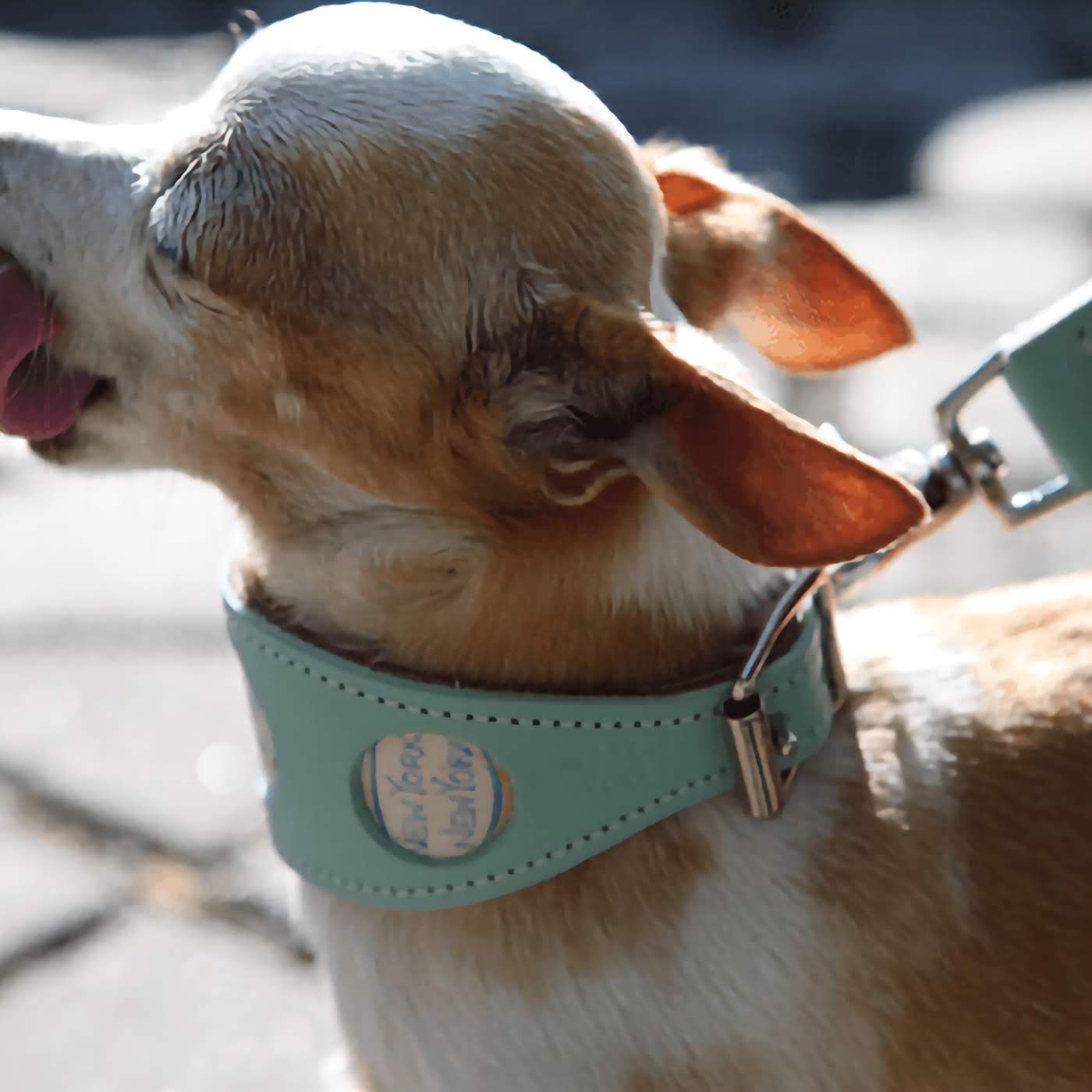 New York! New York! Hound Collar