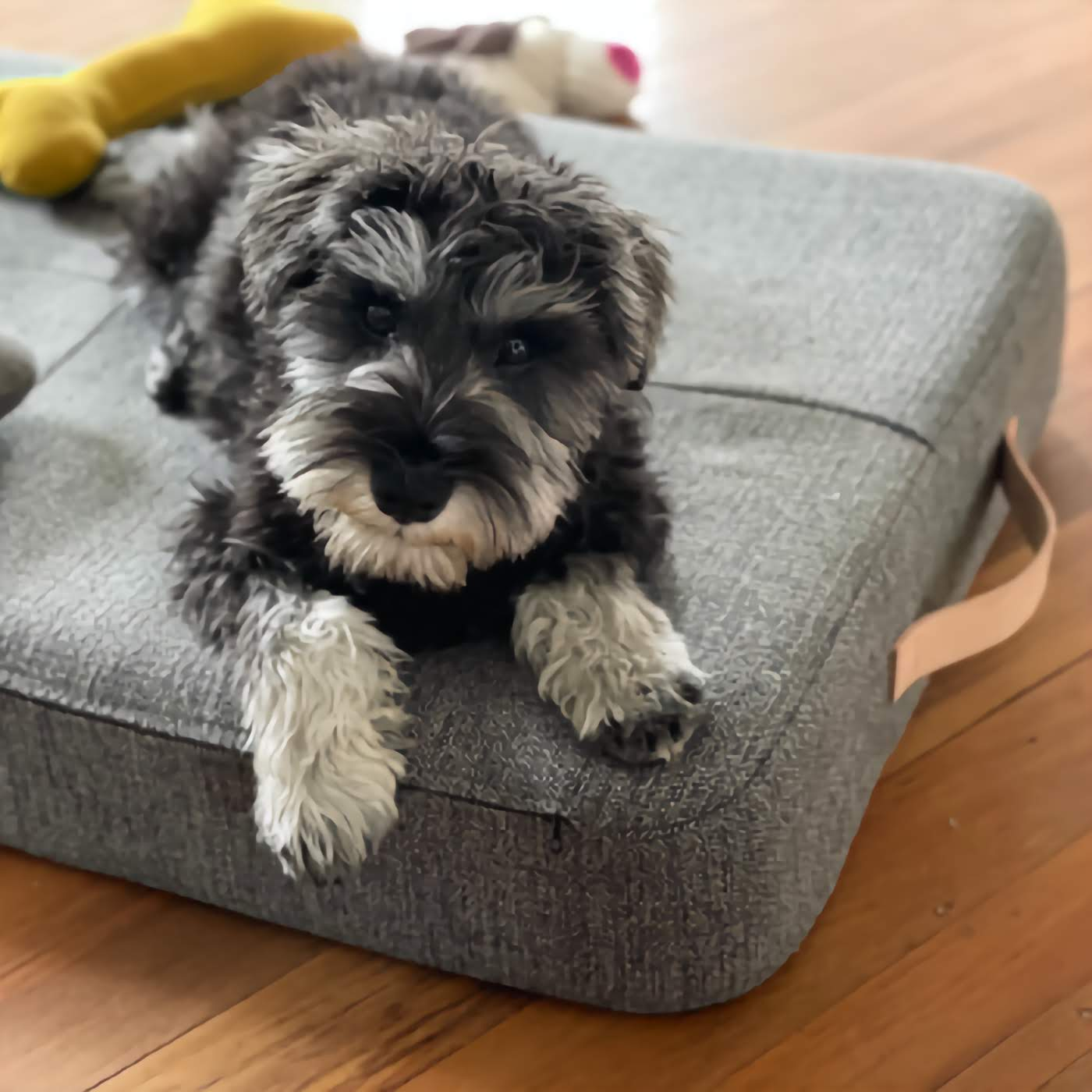 Bravo Dog Bed - Grey