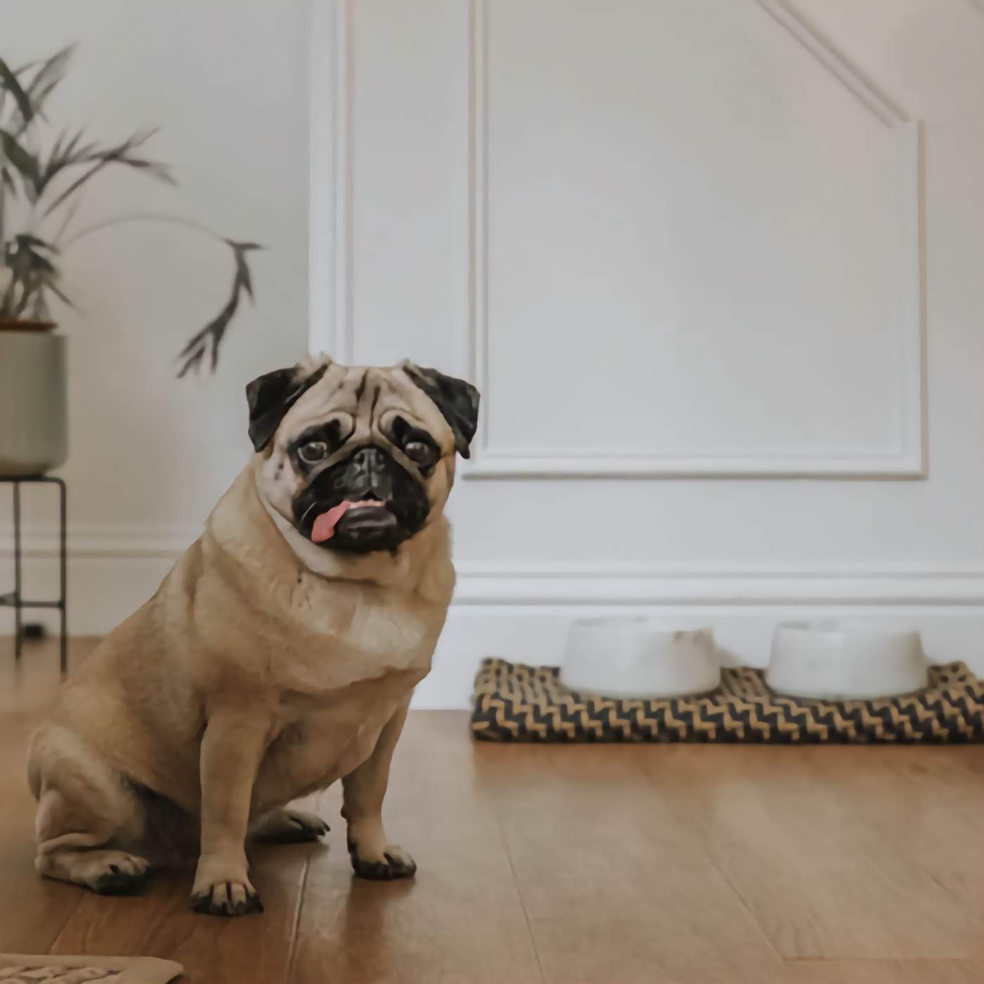 Stories of Dog Ownership