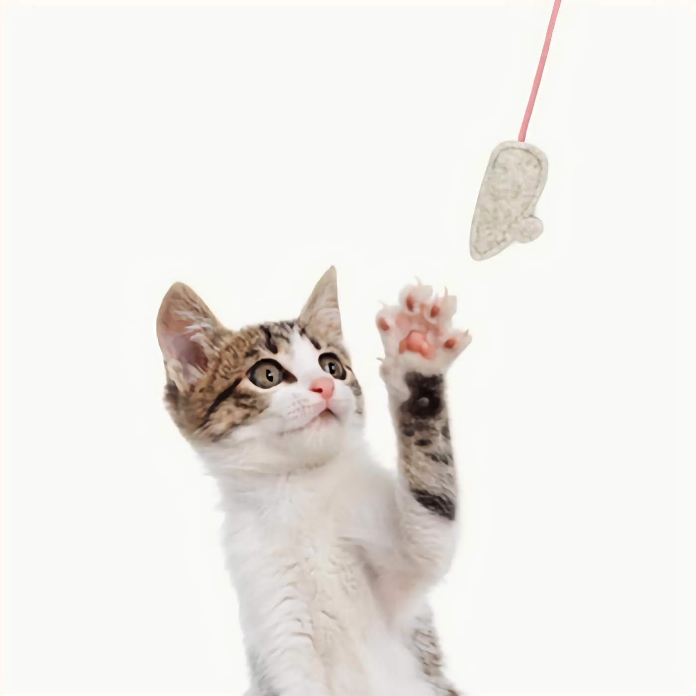 Chief Mouser Training Kit Cat Toys