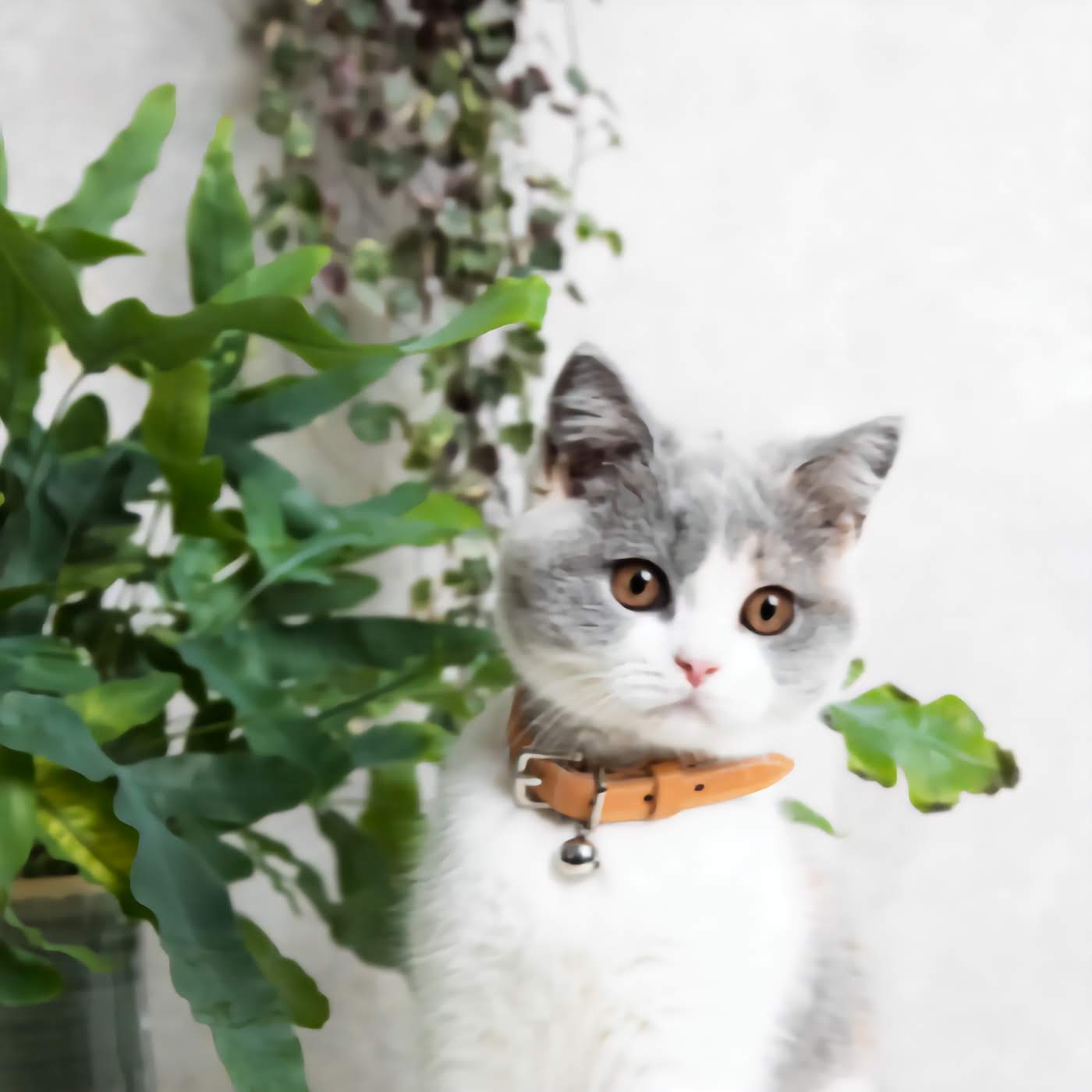 Heritage - Honey Cat Collar