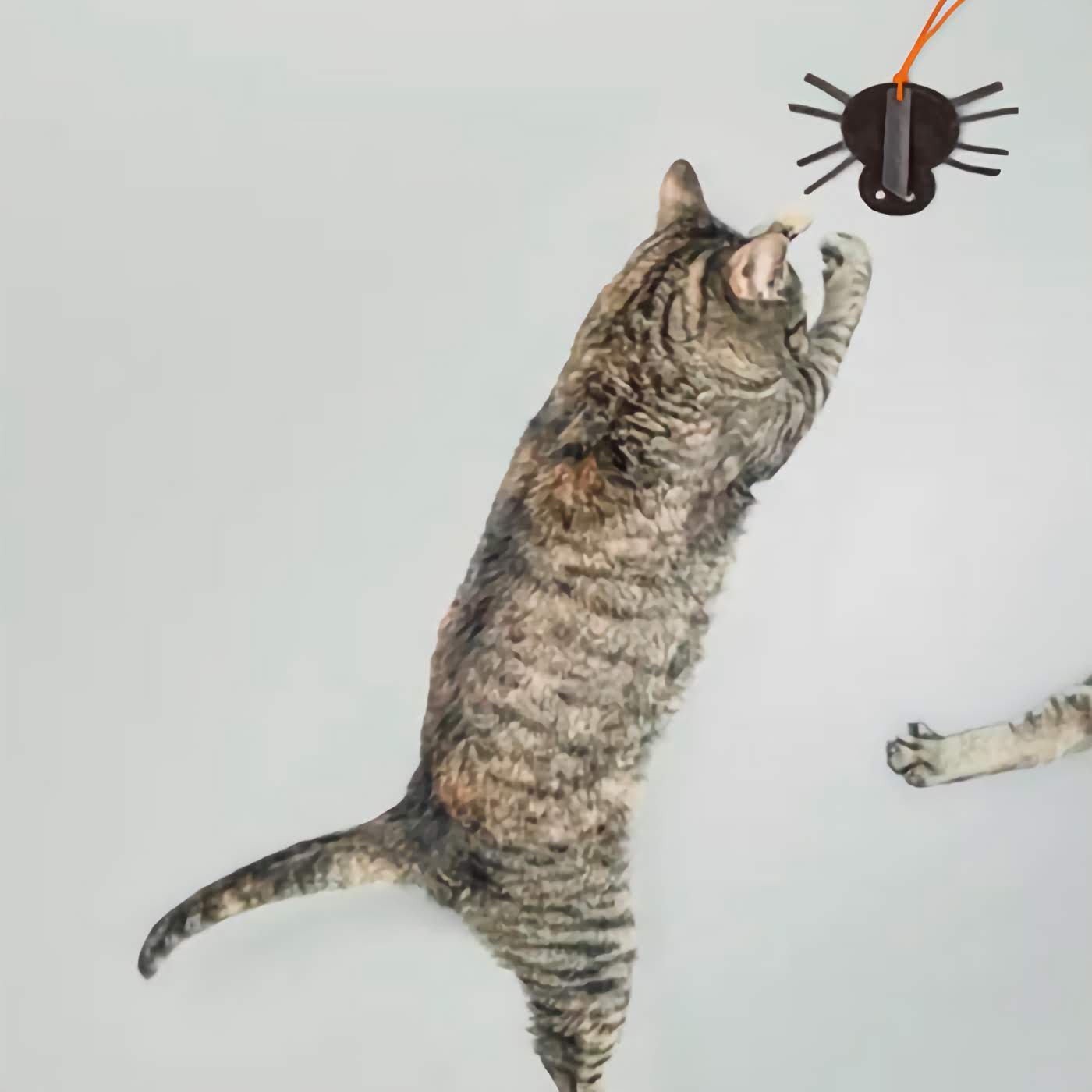 Suede Spider Cat Teaser Toy