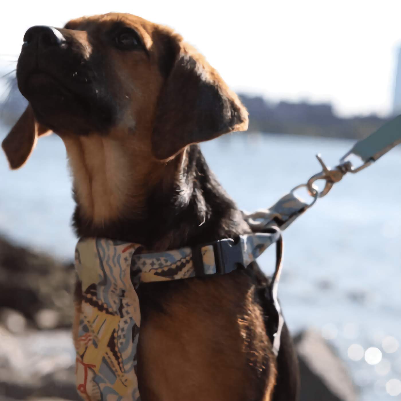 New York! New York! Dog Harness