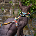 hairless cat with bright collar