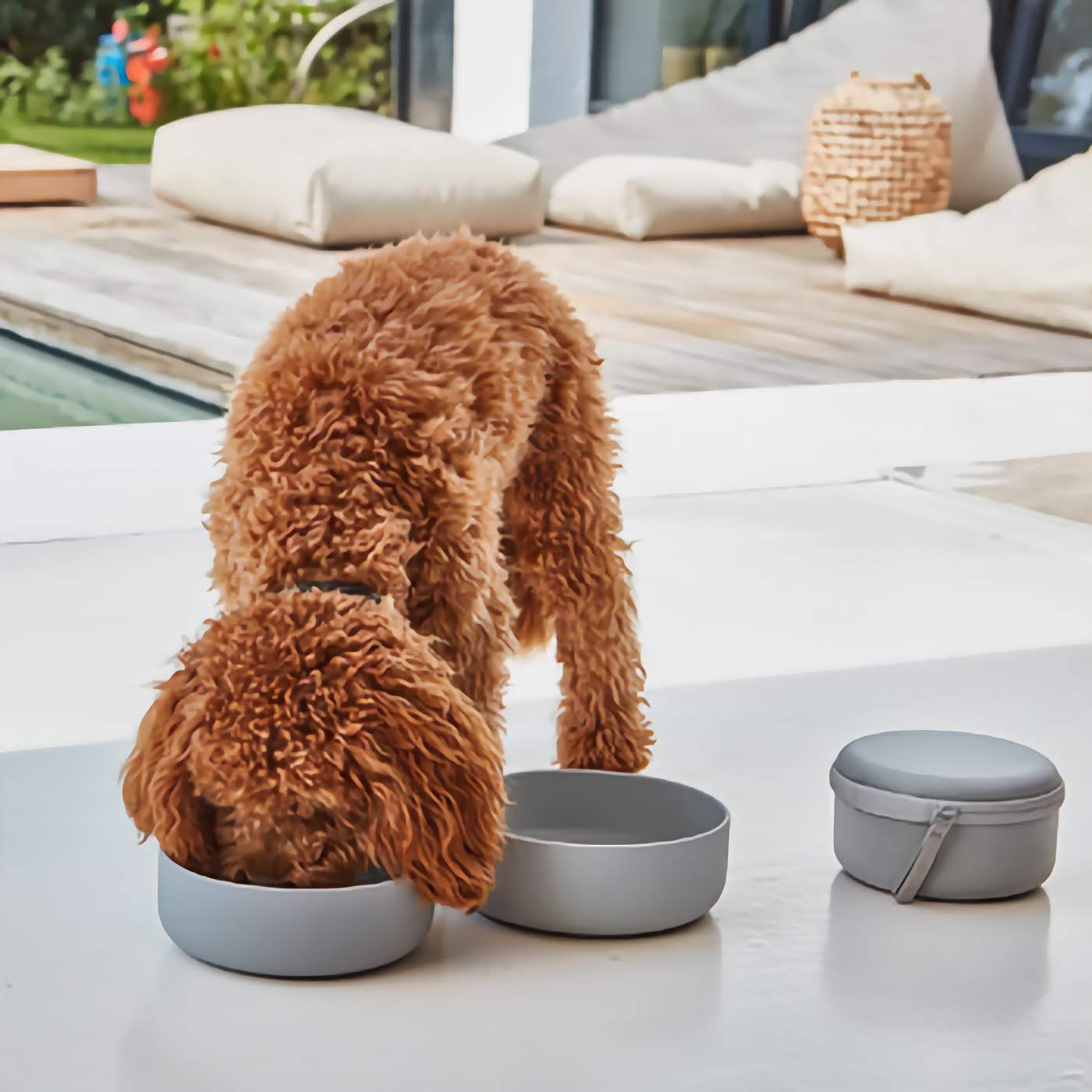 Bento Dog Travel Bowl & Food Container - Slate
