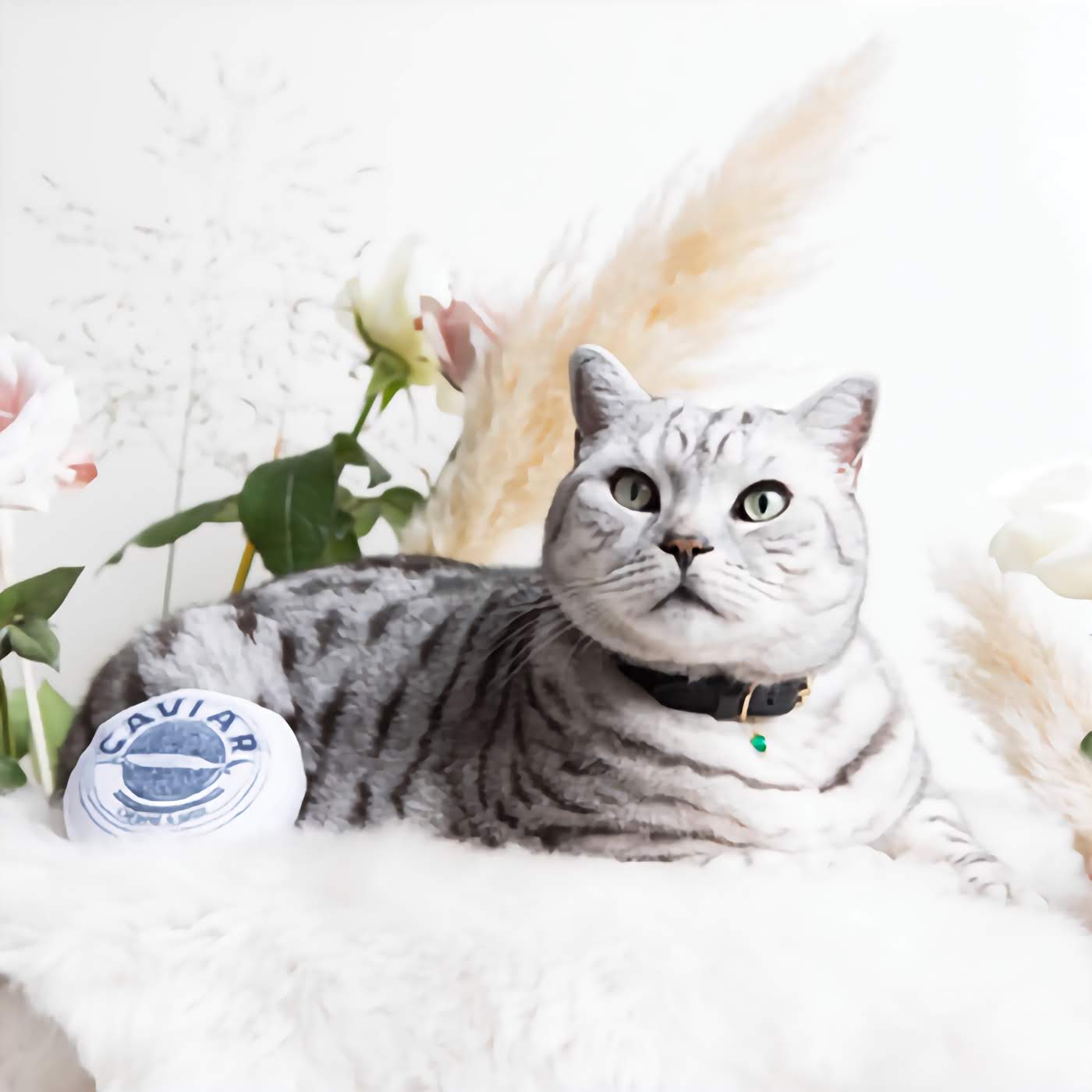 Catnip Caviar Cat Toy