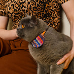 Gray cat wearing a colorful striped collar, held by a person with a leopard print shirt.