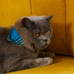 Gray cat wearing a blue sweater on a yellow couch