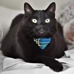 Black cat wearing a blue bow tie sitting on a white blanket