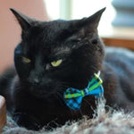 Black cat wearing a colorful bow tie on a soft surface
