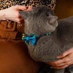 Person holding a gray cat wearing a blue bow tie on a brown surface