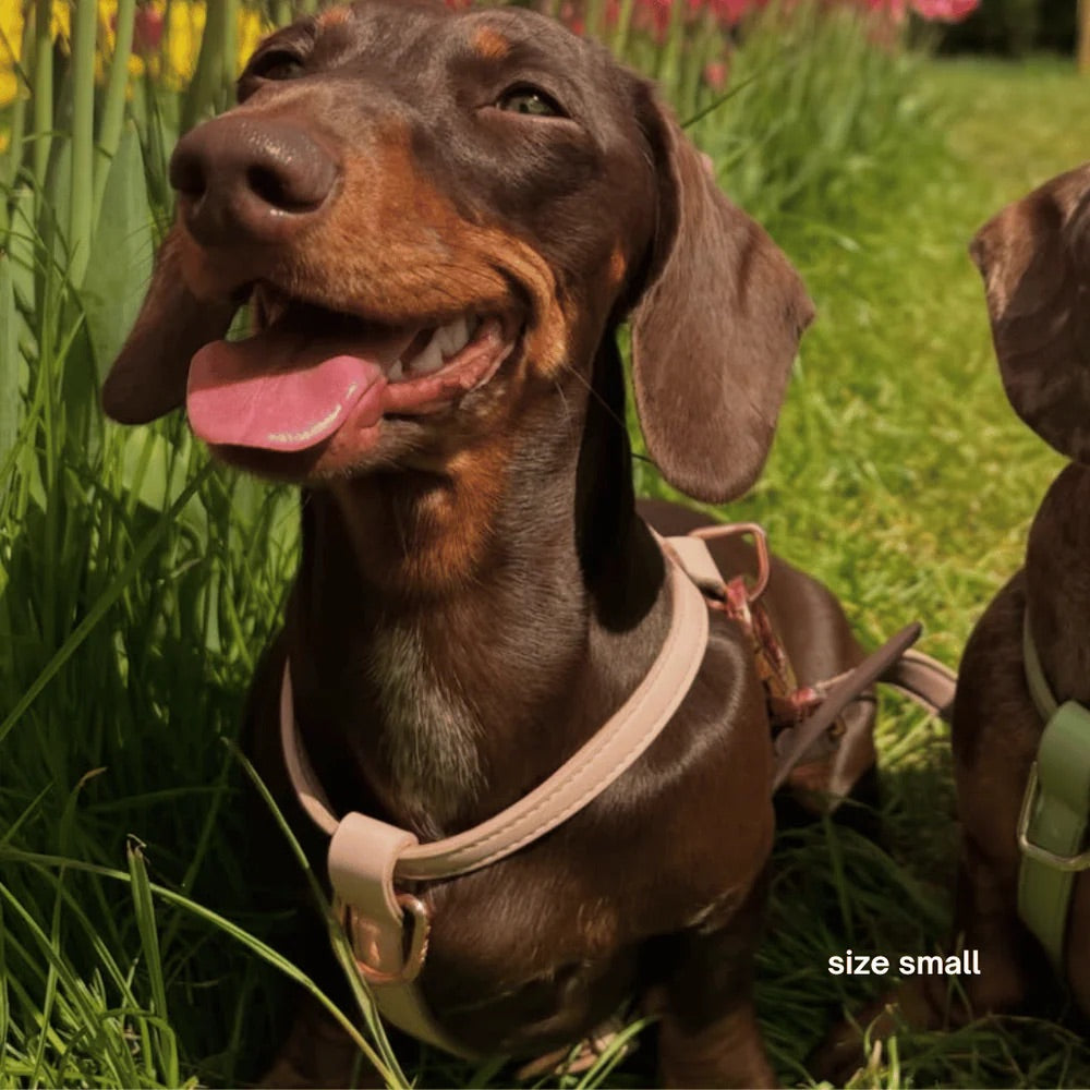 Brown dog with a pink collar sitting in grass with tulips in the background