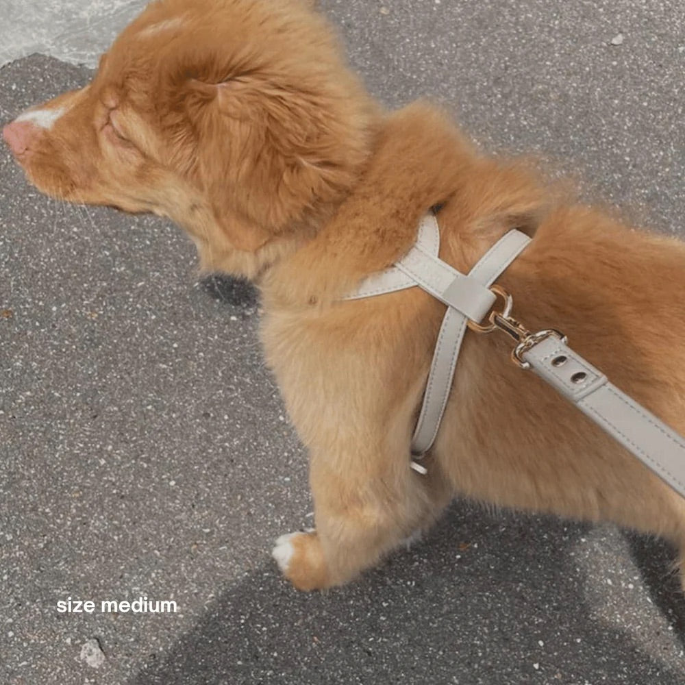 Small brown dog wearing a beige accessory on a gray pavement.