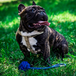 Bowl&Bone Republic Active Dog Harness Khaki