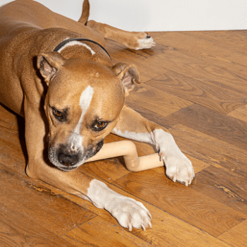 Wild One - Bolt Bite Dog Toy - Tan