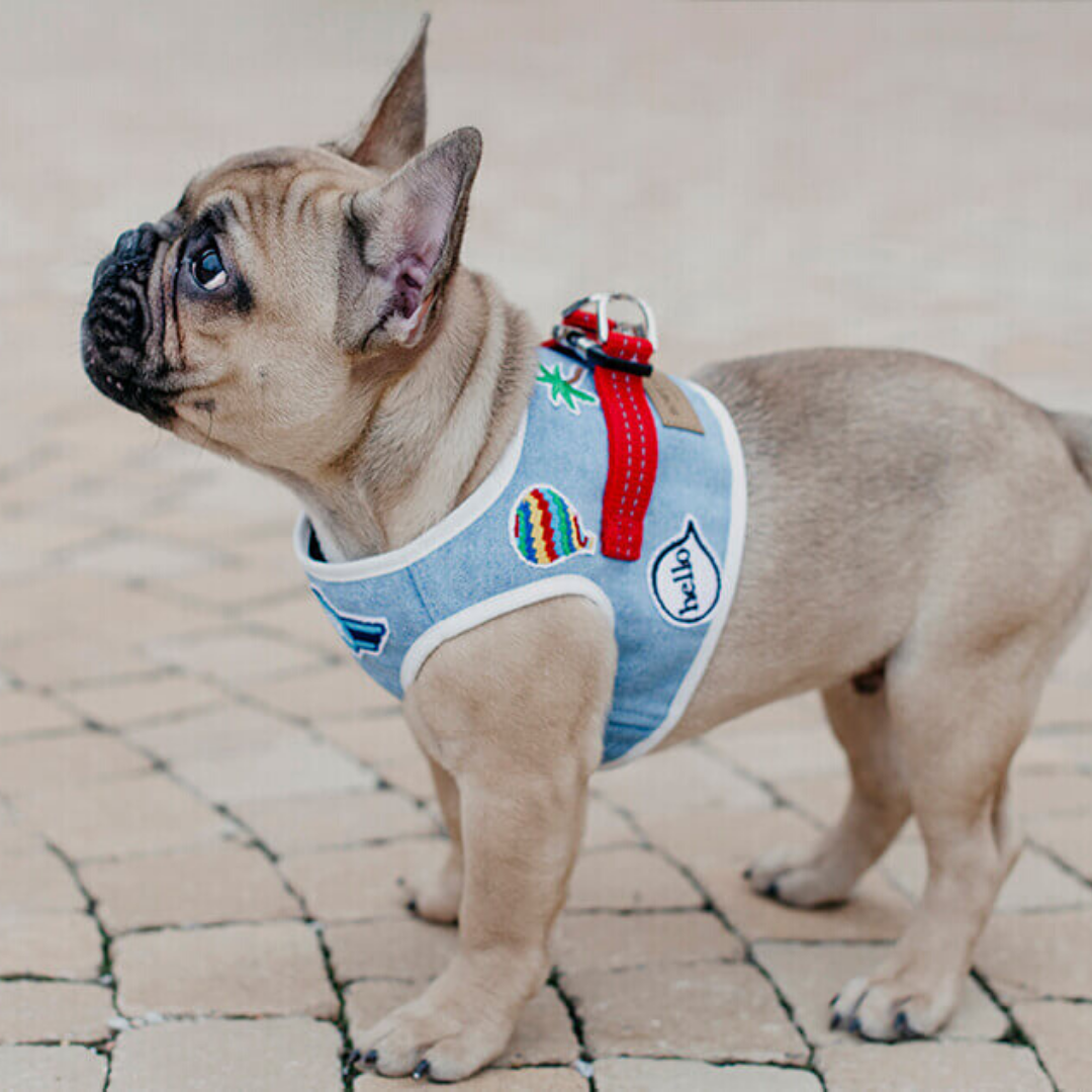 Bowl & Bone Dog Harness Denim