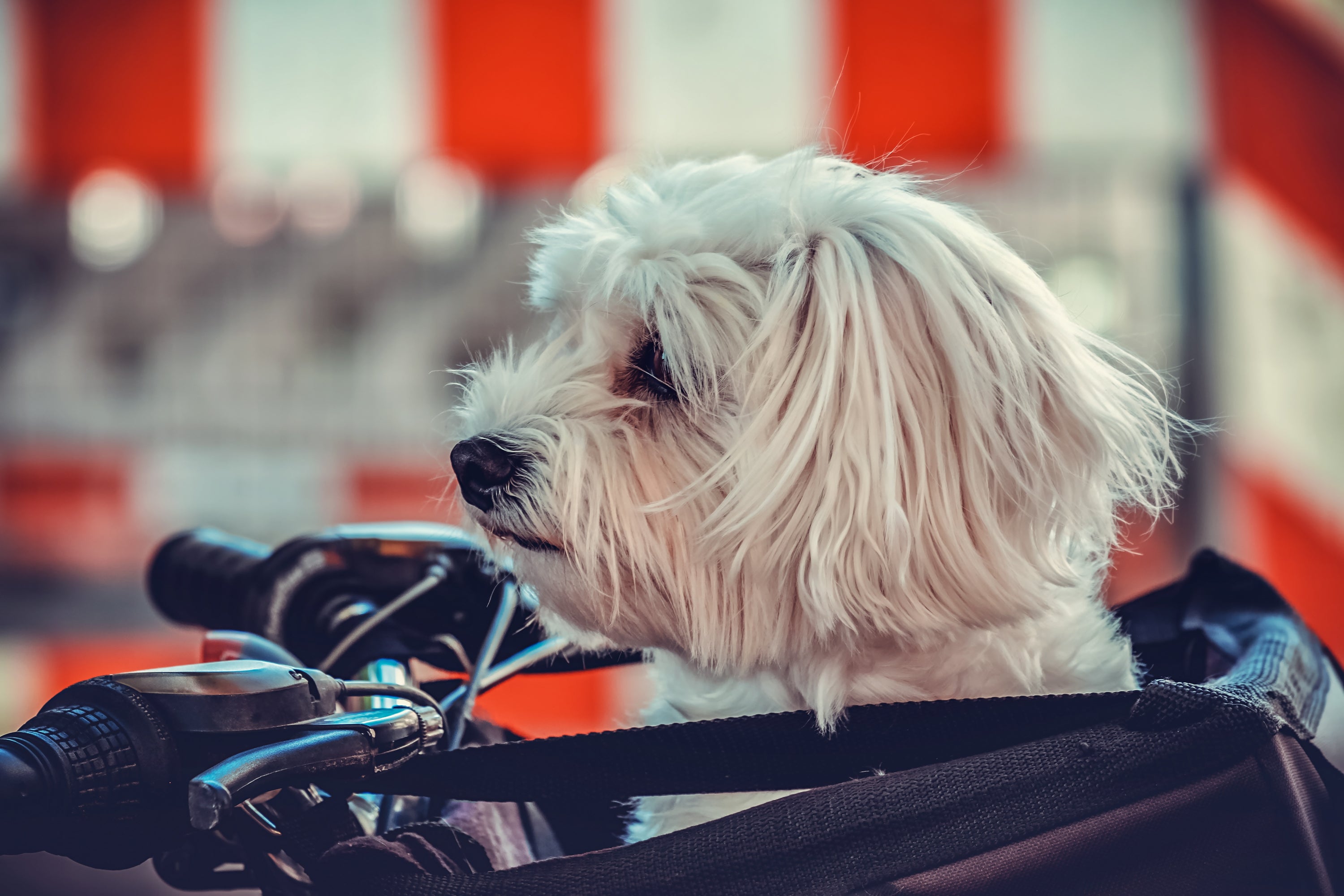 The Good Pet Home Summer Tips For Healthy Pets