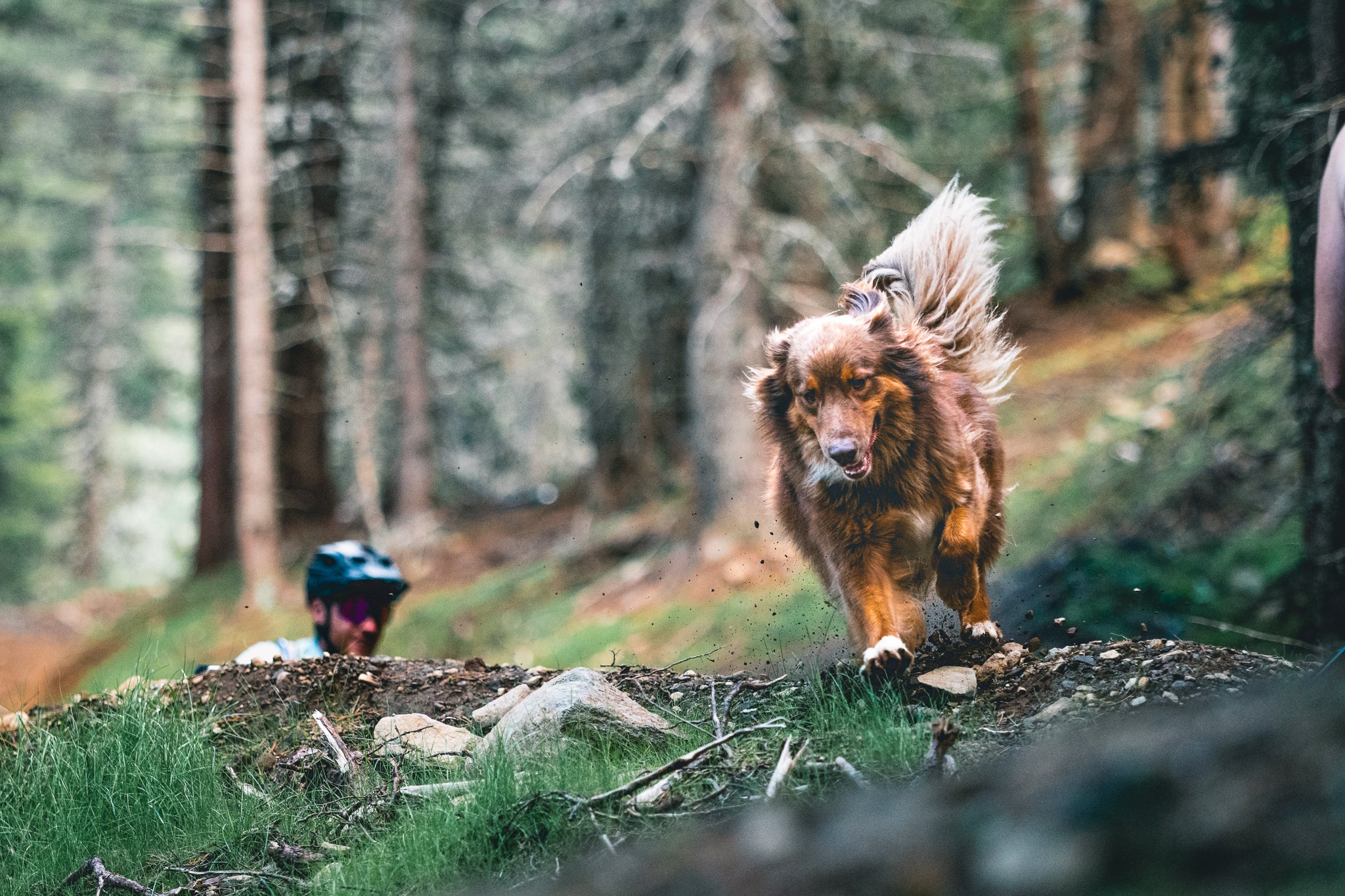 Paws & Wheels - Top Dog Film Festival