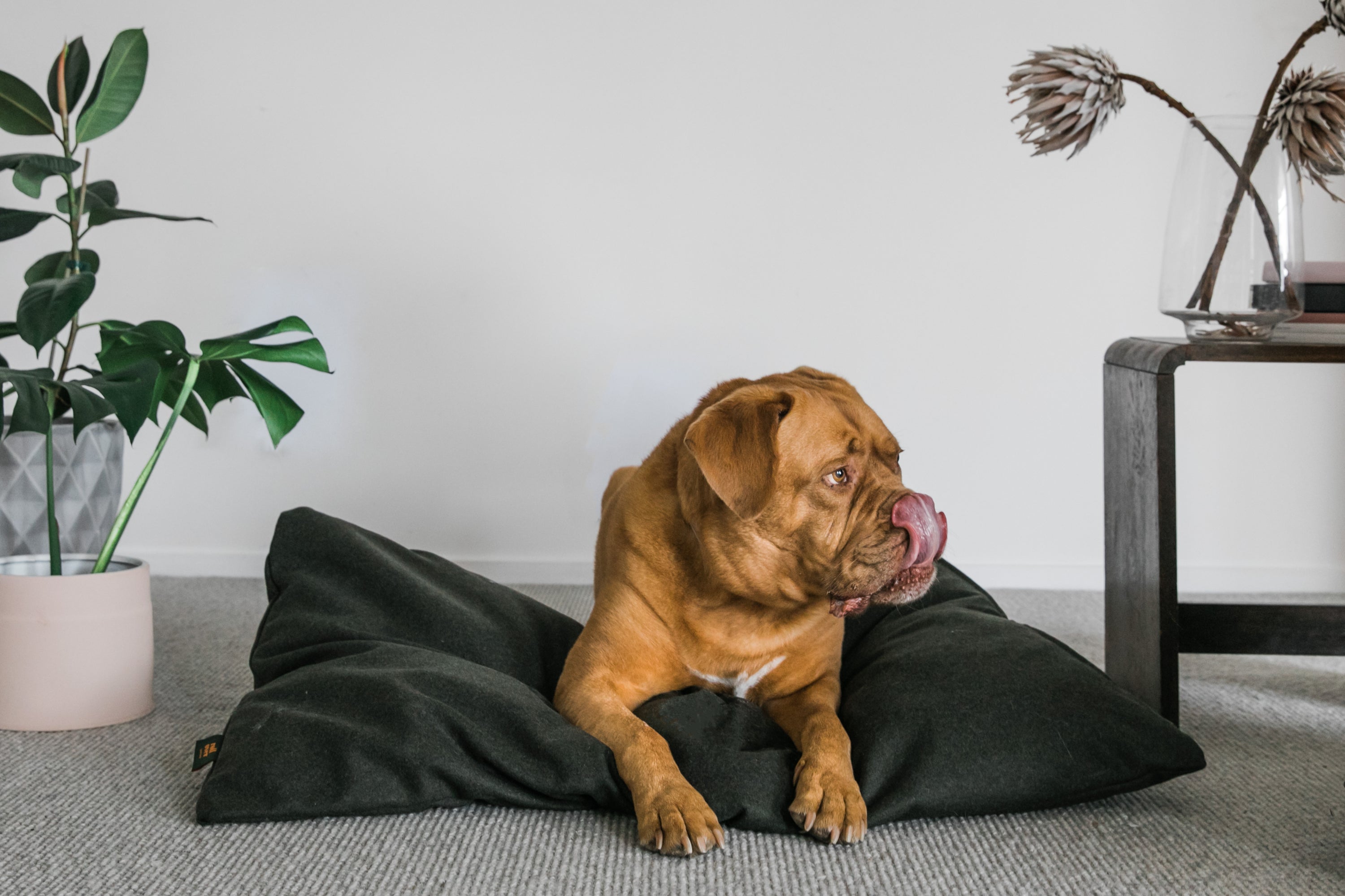 James. Eco-friendly dog beds
