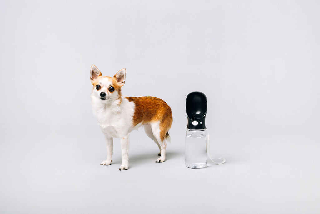 Thirsty Dog Drink Bottles available at The Good Pet Home