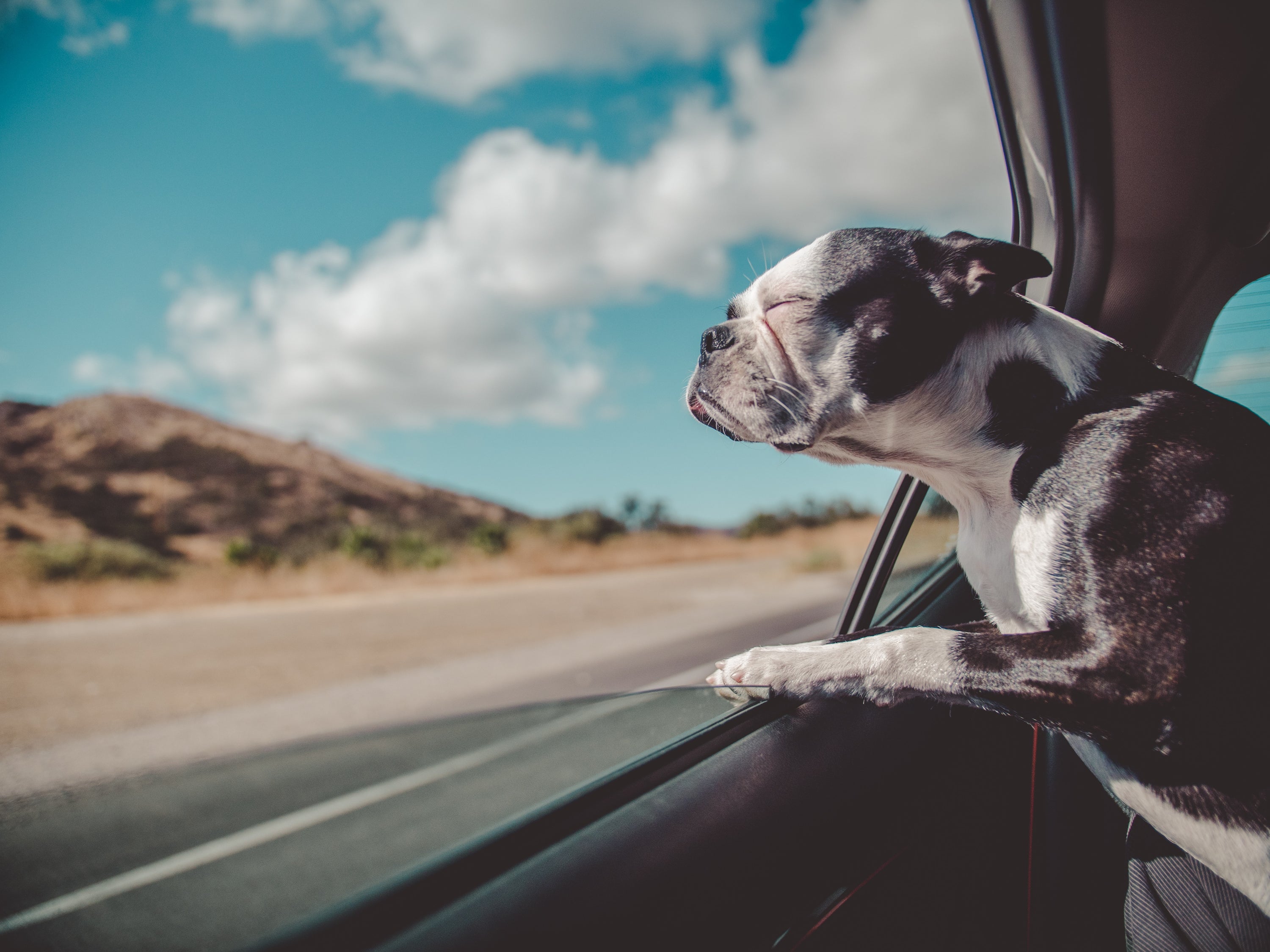 Tips For Traveling With Pets - The Good Pet Home