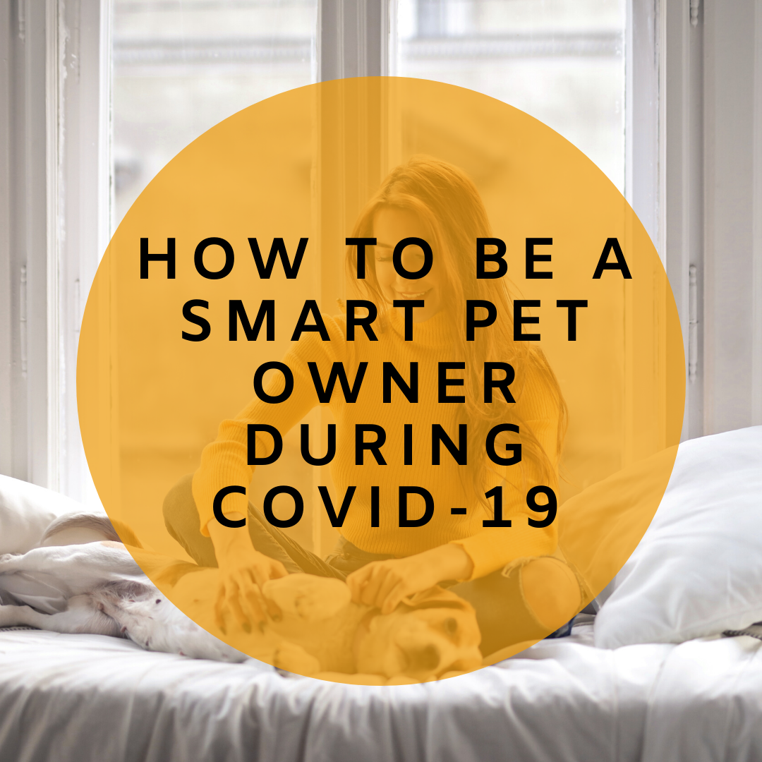 Managing COVID-19 With Pets