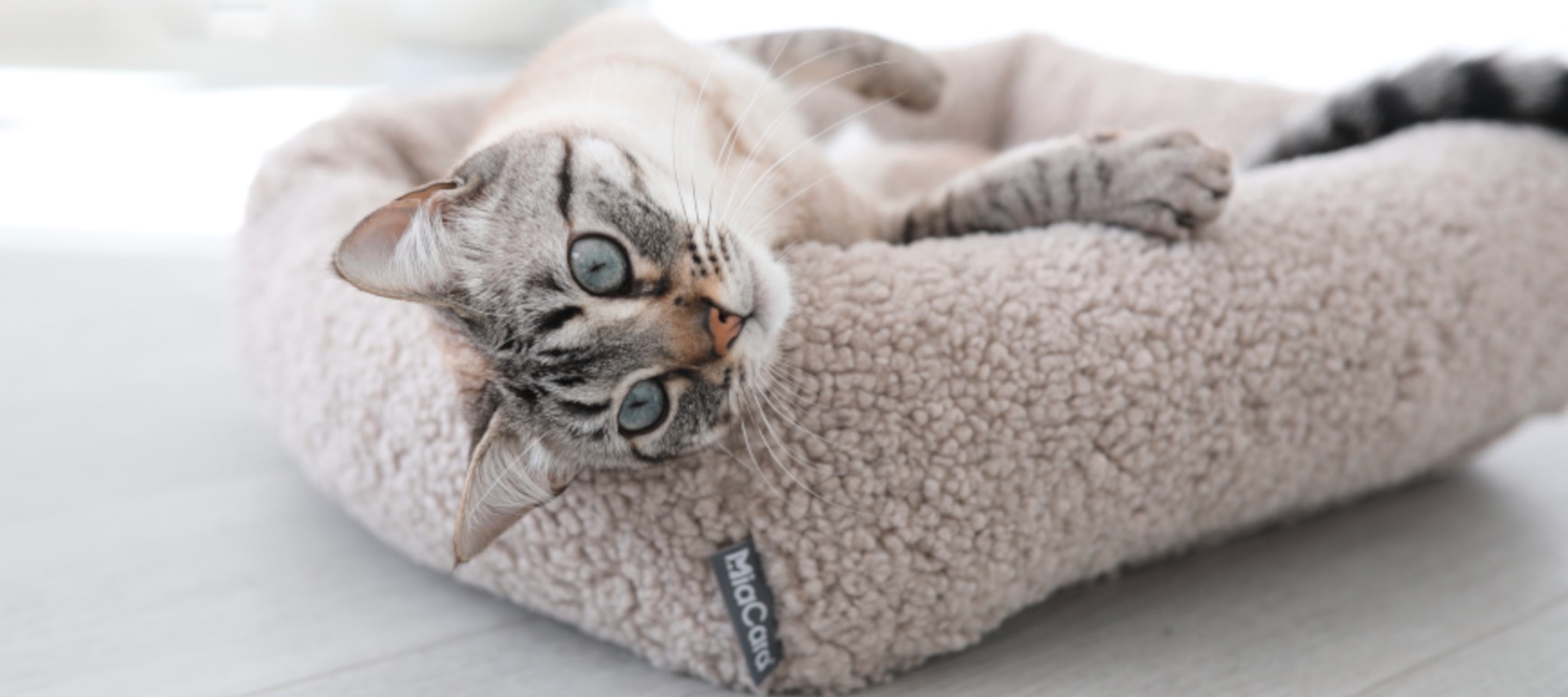 MiaCara Special Order for Cats