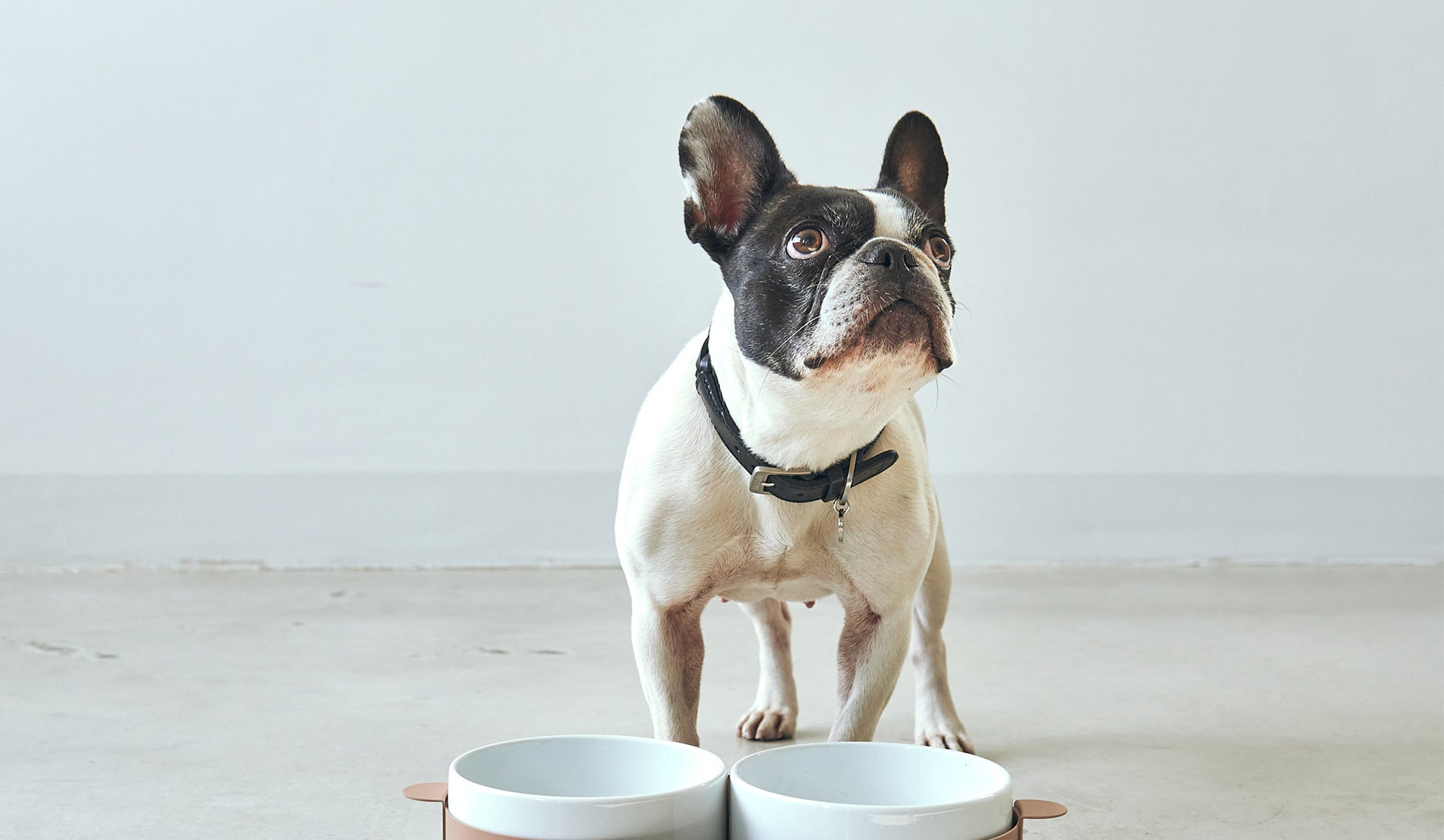 For The Discerning Dog