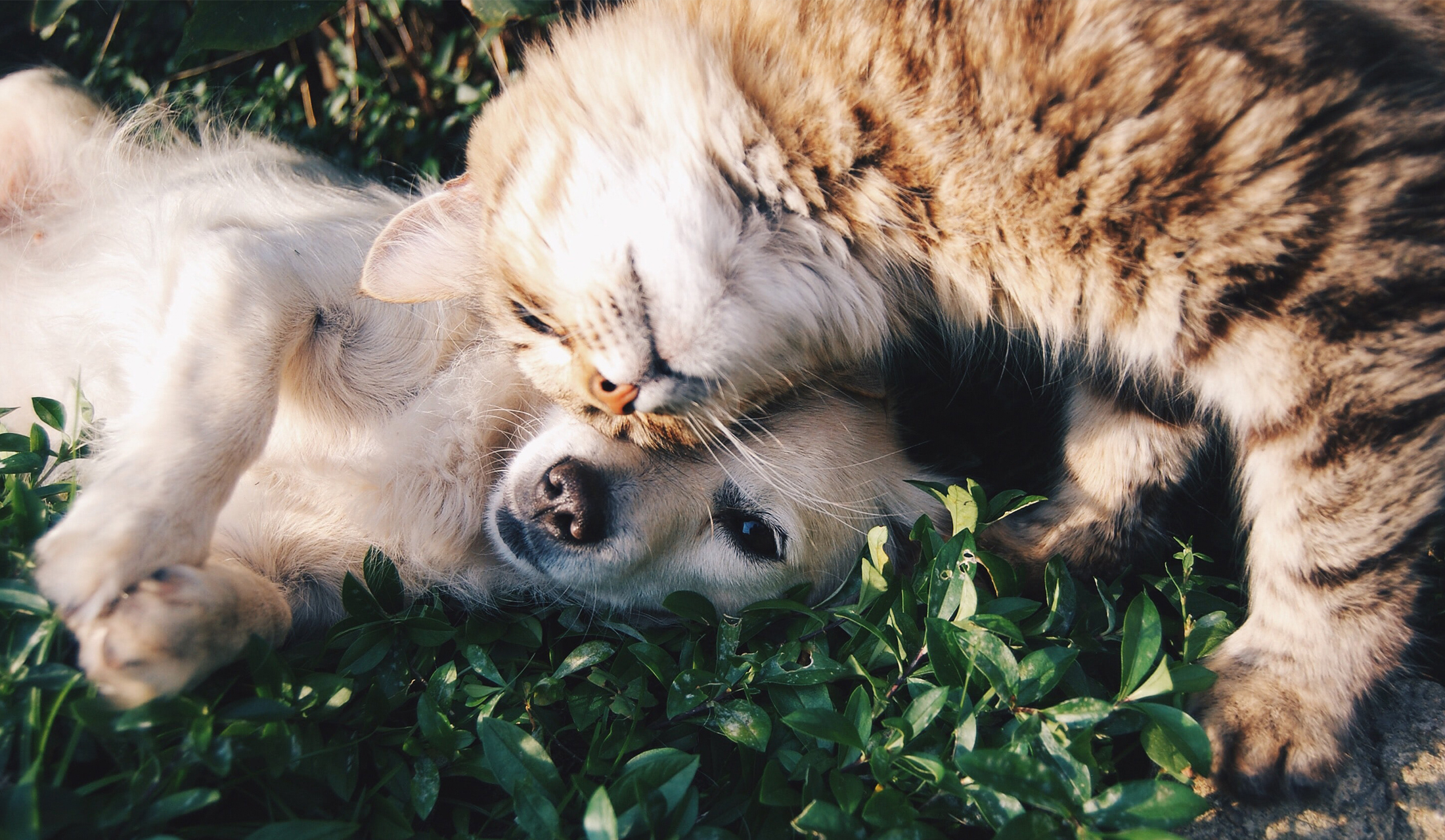 Pooch Design Greeting Cards - The Good Pet Home