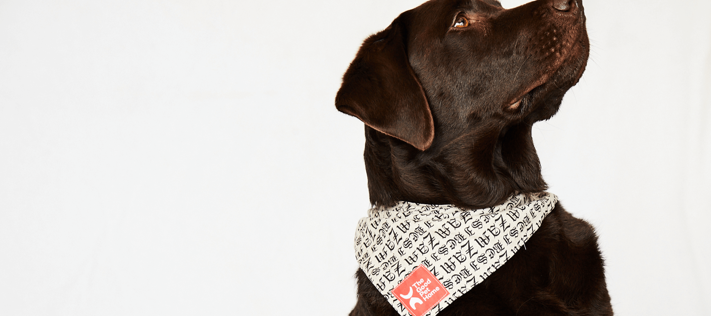 Zambesi Dog Bandana