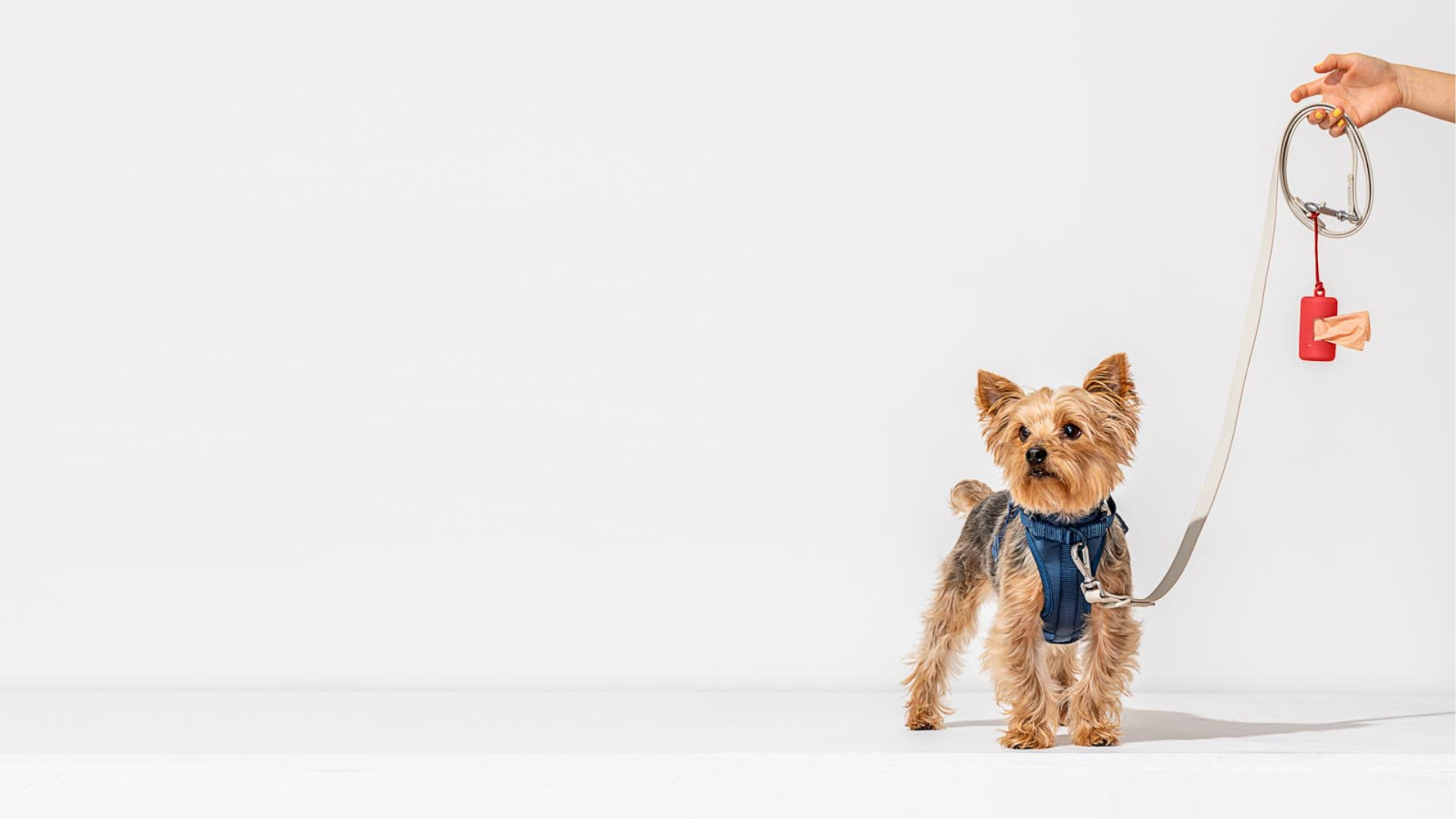 Dog Sets