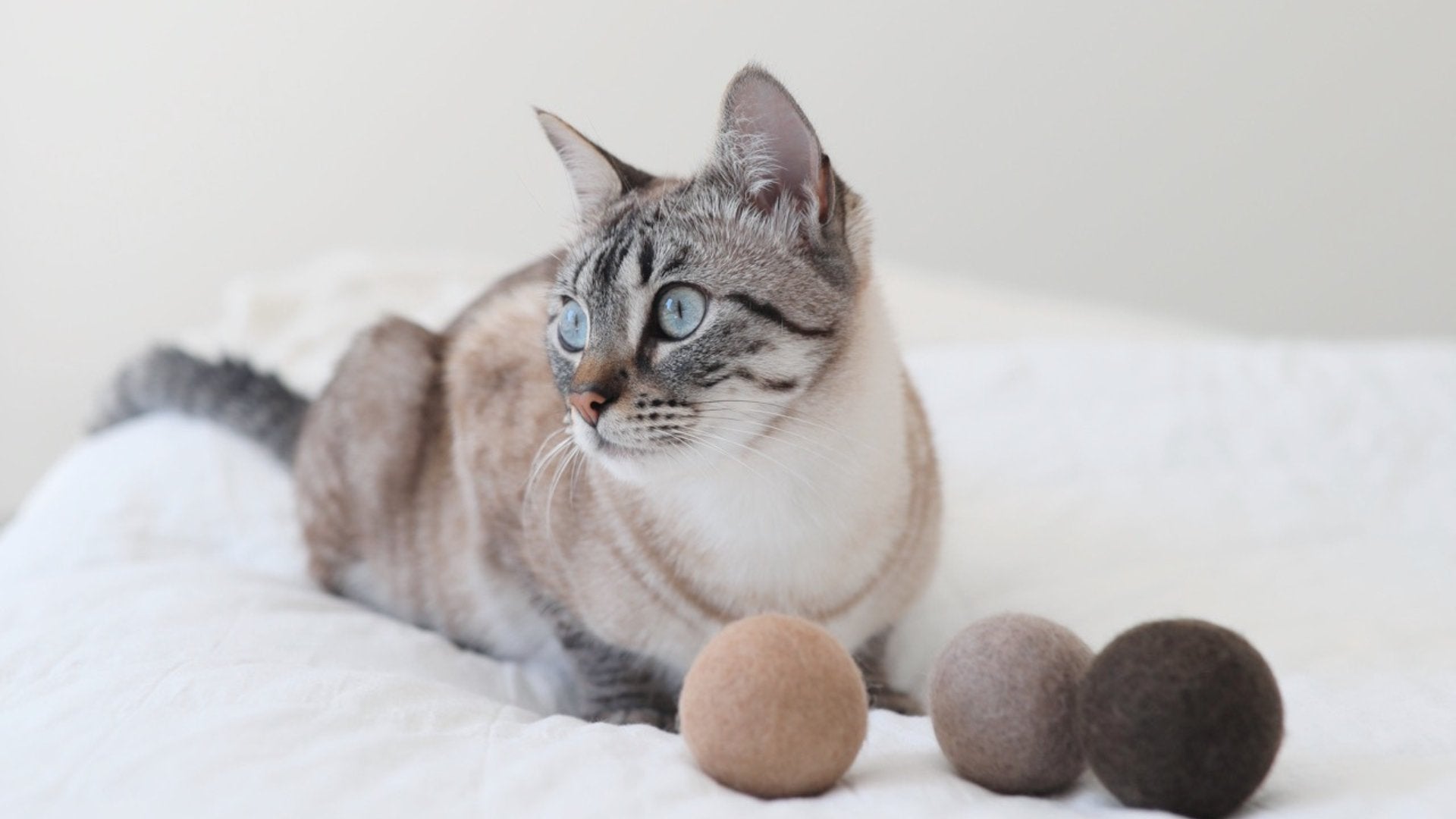 MiaCara Cat Toys Available At THE GOOD PET HOME