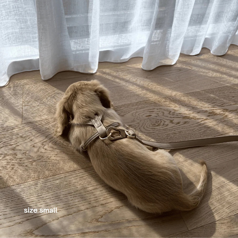 Small dog on a leash sitting on a wooden floor with white curtains in the background