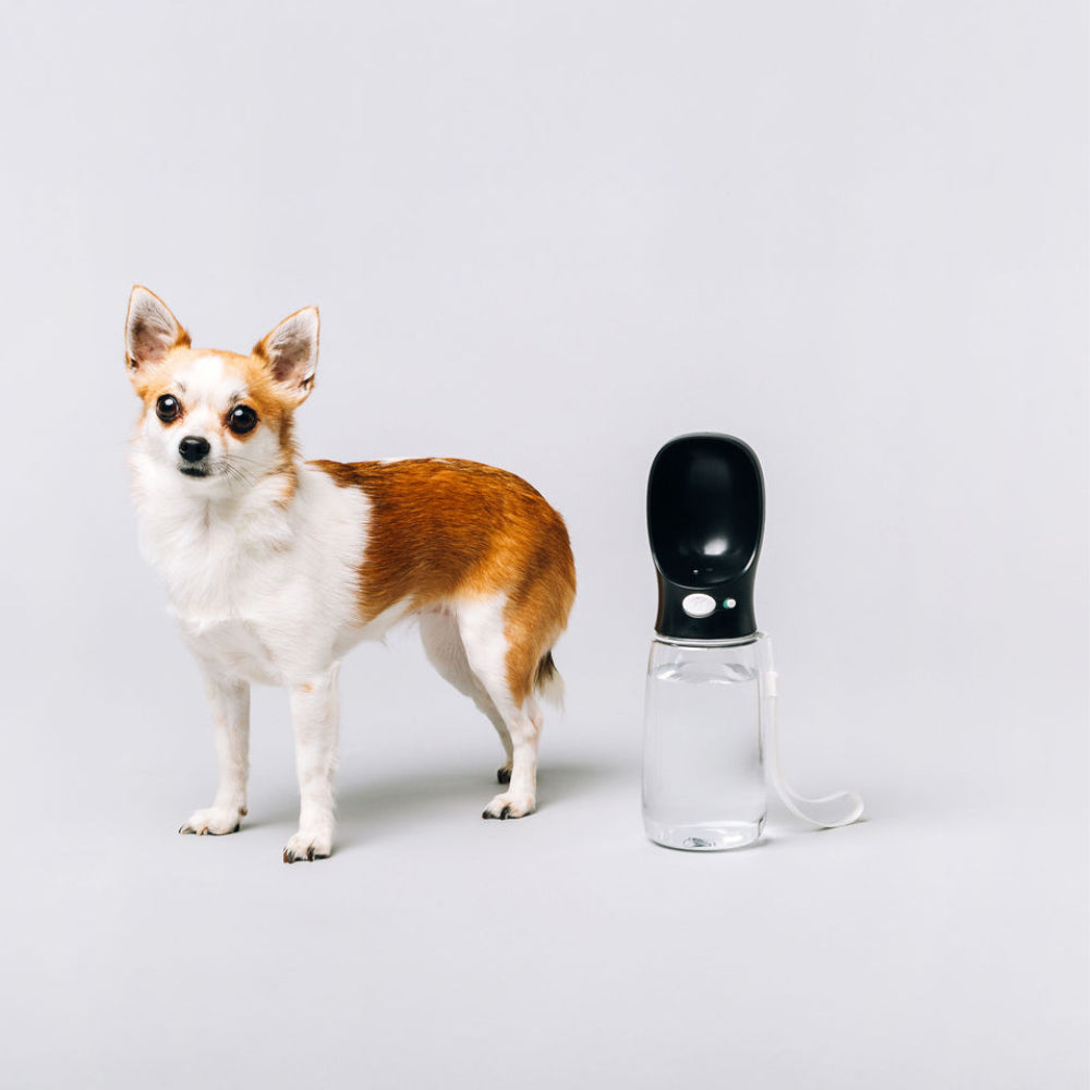 Thirsty Dog Drink Bottle Black - The Good Pet Home