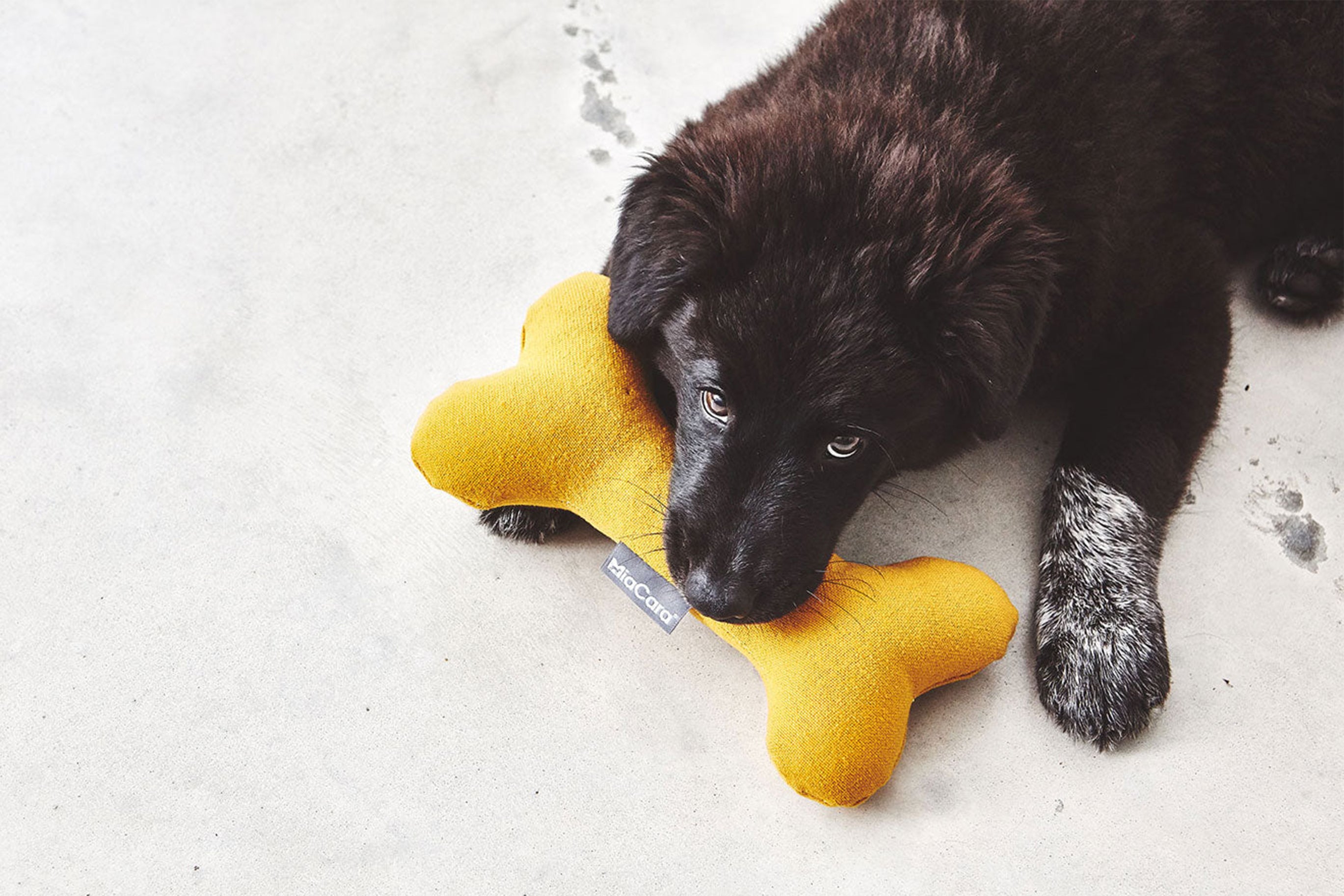 Dog toys