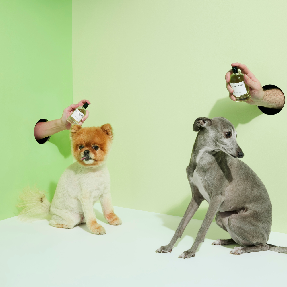 Nice deals dog shop